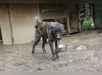 Jackpot - ein majestätischer Doggen-Mix sucht sein Königreich