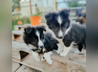 Sheltie 's wahre Seelenhunde