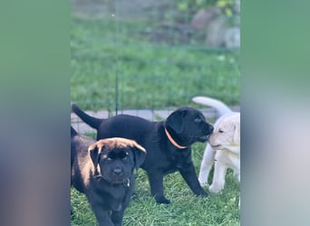 Zuckersüße Labrakita Welpen suchen ihr neues Zuhause!