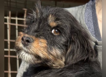 Yorki-Mix ♥Miruna♥ möchte so gerne ihre Familie finden