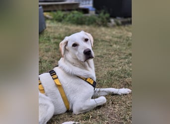 Wayne: Familienhund und treuer Begleiter