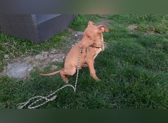 Pharaonenhund Ferhad