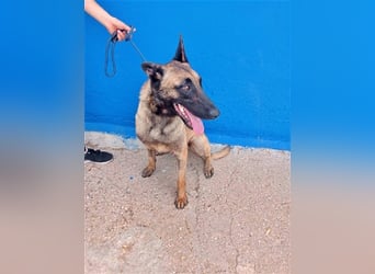 Tintin, traumhafter Malinois Rüde mit bestem Charakter, sehr sozial   Steckbrief Name: Tintin Rasse: