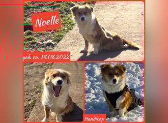 Noelle, Hündin, *ca. 14.08.2022, ca. SH klein, Handicap, sehr sozial, lieb, schüchtern