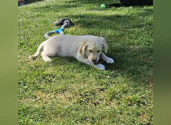 Reinrassige Golden Retriever Welpen