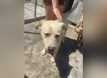 Und dann kam BAILEY - ein liebevoller Hundeopi mit trauriger Vergangenheit sucht endlich sein Glück