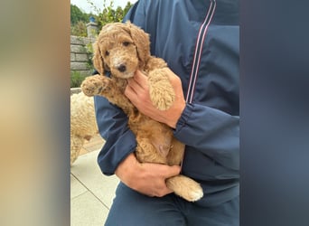 Goldendoodle F1b Welpen F1bb -apricot hell dunkel
