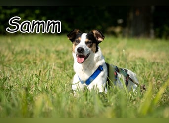 Sind Sie Sams Herzensmensch?
