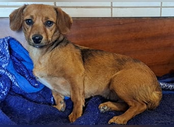 Kleine Bella ( * 02.2024 ) sucht ihre Menschen