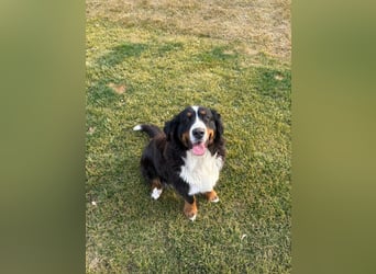 FRIDA - die freundliche, verspielte Hündin mag Menschen + Artgenossen und sucht ein neues Zuhause