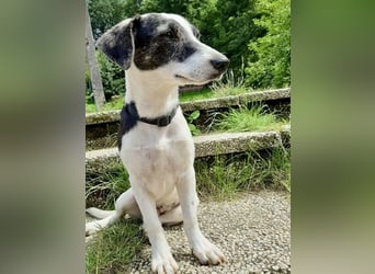 Zazu, kleiner Kerl mit großen Potential