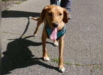 Emma - ein Schatz auf vier Pfoten