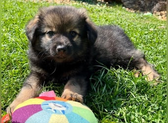 Welpe TEDDY - der kleine Mann freut sich auf sein Für-Immer Zuhause!