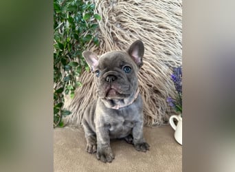 Französische Bulldoggen Welpen