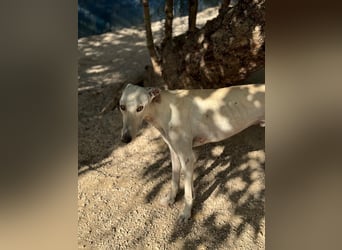 Invierno, ein toller Galgo Bub
