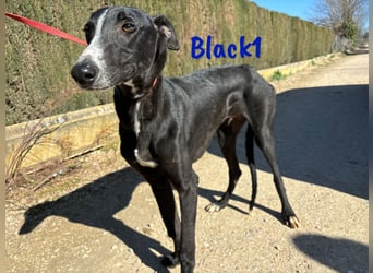 Black1 07/2024 (ESP) - liebevoller und sozialer Galgo Welpe sucht Windhundfans!