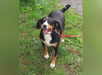 Entlebucher Sennenhund-Welpen "vom Zwergenstübchen" mit Ahnentafel