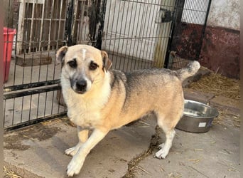Izisz, geb. 05.01.2023, 42 cm, sucht ihre Familie