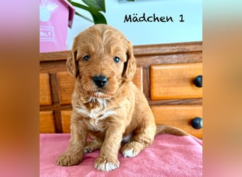 Cockerpoo / Cockapoo Welpen