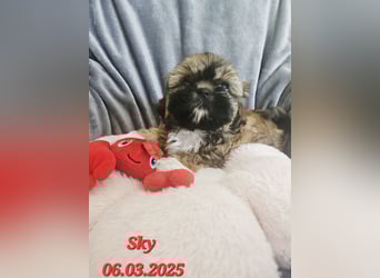 Unsere reinrassige Shih Tzu Hündin Sky sucht ab mitte Mai noch ihr neues Zuhause