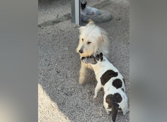 Lola, eine zauberhafte Hündin