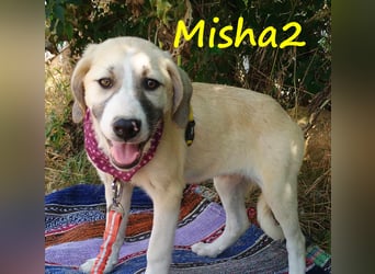 Misha2 geb. 03/2025 (GRC) - verträgliche und zuckersüße Griechische Schäferhund Mix Welpin!