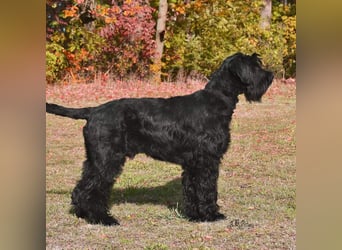 Riesenschnauzerwelpen schwarz