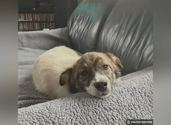 Valeria, kleine Herzensbrecherin sucht ihr Zuhause