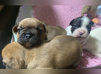 Bullys aus kontrollierter VDH-Zucht