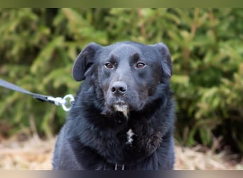 Familienhund Semön sucht ein Zuhause