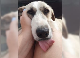 Schmusemaus Gül wäre so gerne Familienhund