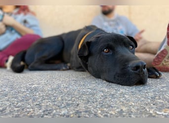 Perengano, traumhafter Shar Pei-Mix, freundlich verspielt und verkuschelt