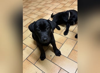 Labrador Welpen
