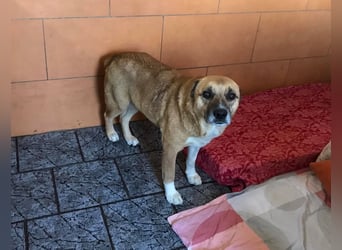 JARO - der brave Rüde liebt Streicheleinheiten und möchte sein altes Leben hinter sich lassen