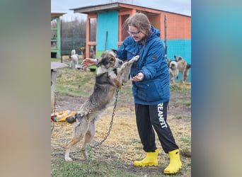 Freundlicher Kettenhund Kubik❤️sucht endlich Pflege- oder Endstelle