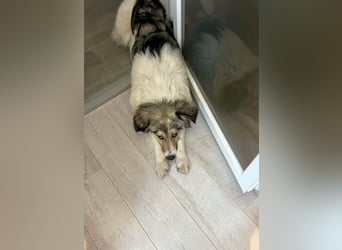 Süße Melindi sucht ihr eigenes Körbchen
