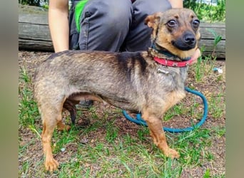 Uschka, Pinscher Mischling