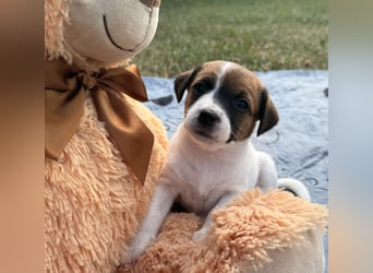 Jack Russel Terrier Welpen mit Stammbaum