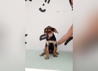 Jagdhund Mix Celine