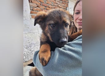 ESPRIT, Rüde, 5 Monate, aktuell 41cm, Mischling, Tierschutz