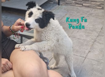 Kung Fu Panda 02/2023 (ESP) - verspielter & verträglicher, junger Border Collie Mix!