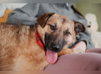 Hundemädchen Chloe sucht Familie