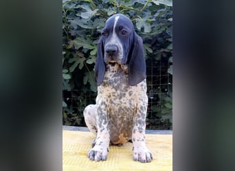 Braque d'Auvergne (Auvergne Vorstehhund) Welpe