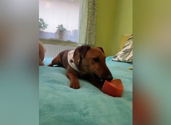 Ernie, verspielter und sehr lieber Irish Terrier-Mix, geb. 08/2024