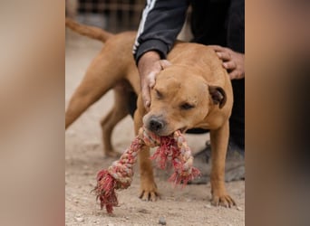 Liebenswertes Piti-Mix-Mädchen ♥Liv♥ Vermittlung zB CH-AT-B-NL