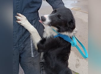 Rihanna mittelgroße Border Collie Mischlingshündin Mischling Junghund Hündin sucht Zuhause oder PS
