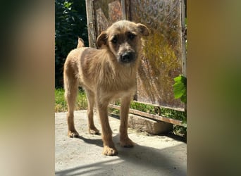 Teddy, 2 Jahre sucht sein Körbchen