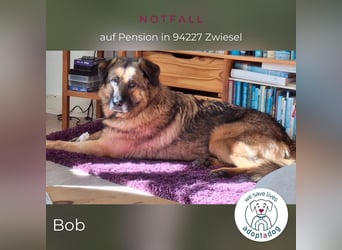 Bob: Überschwänglicher Riese (auf PS in Zwiesel/D)