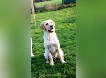 Liebevoller und kerngesunder Labrador Jungrüde in gelb sucht...