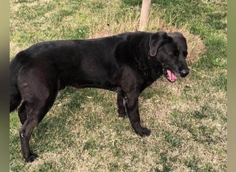 BEPO❤️ verschmuster, kluger Labbi-Senior sucht dringend seine neue Familie